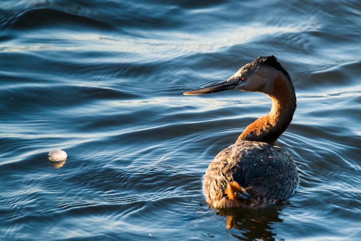 Great Grebe - Claudia Brasileiro