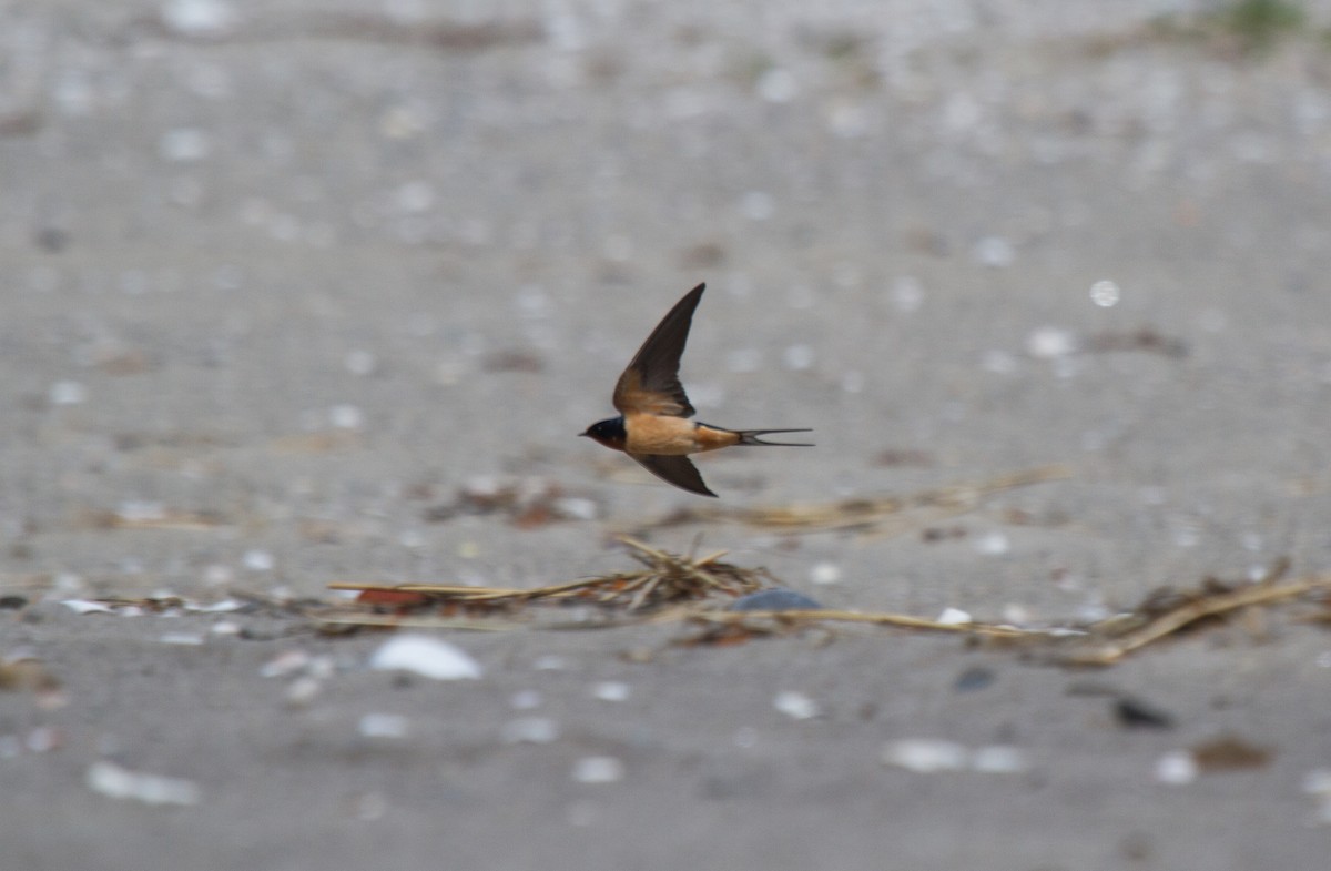 Barn Swallow - ML36778481