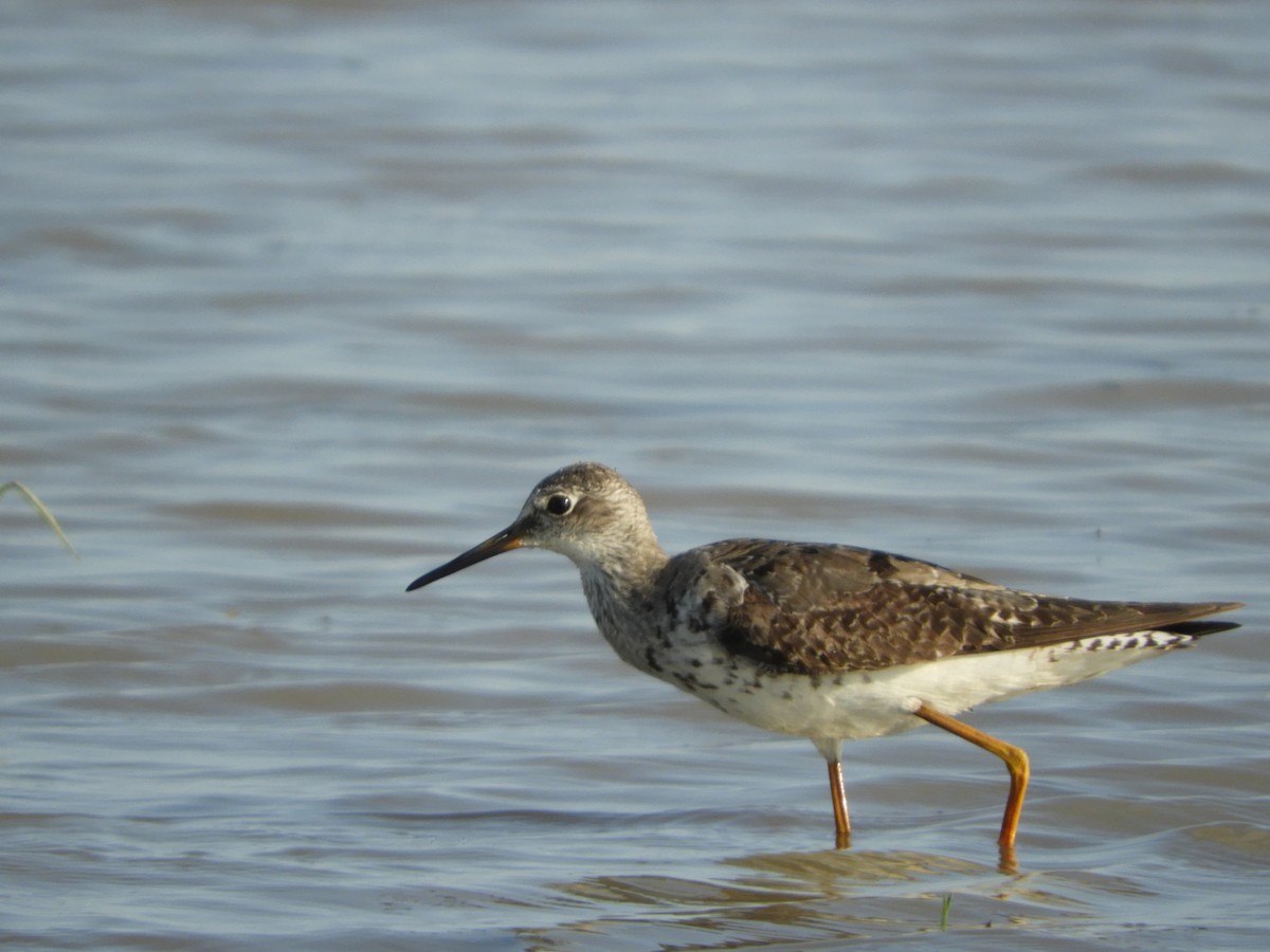 Solitary Sandpiper - Silvia Enggist