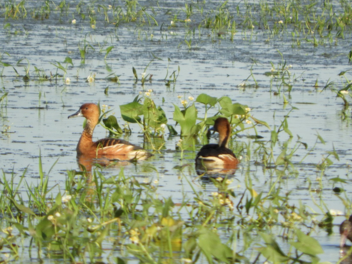 Fulvous Whistling-Duck - Silvia Enggist