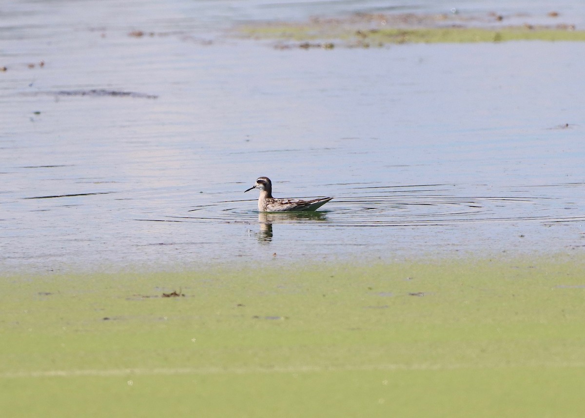 Red-necked Phalarope - ML367786521