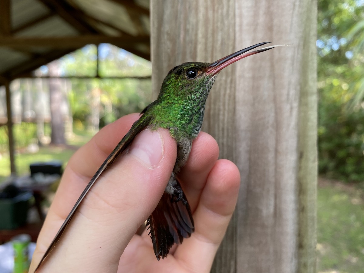 Rufous-tailed Hummingbird - ML367786661