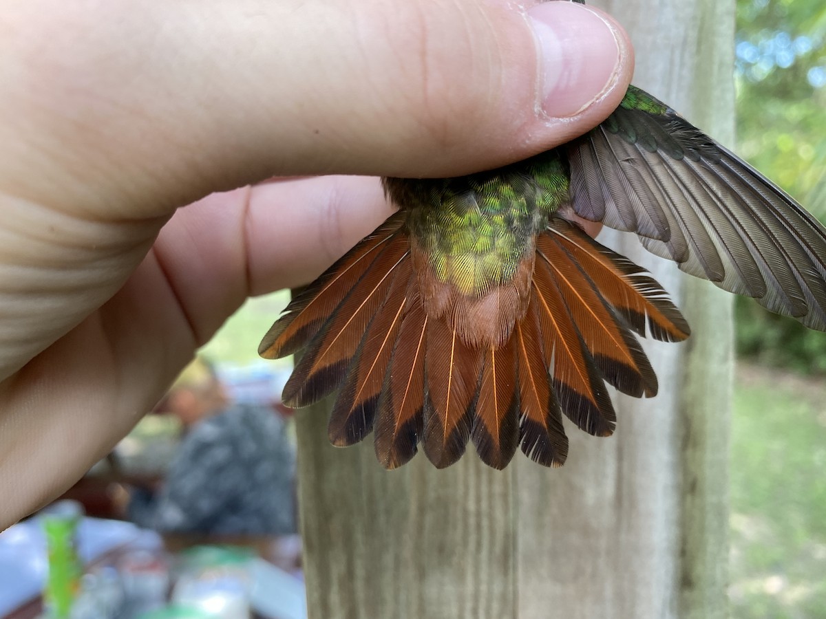 Rufous-tailed Hummingbird - ML367786681