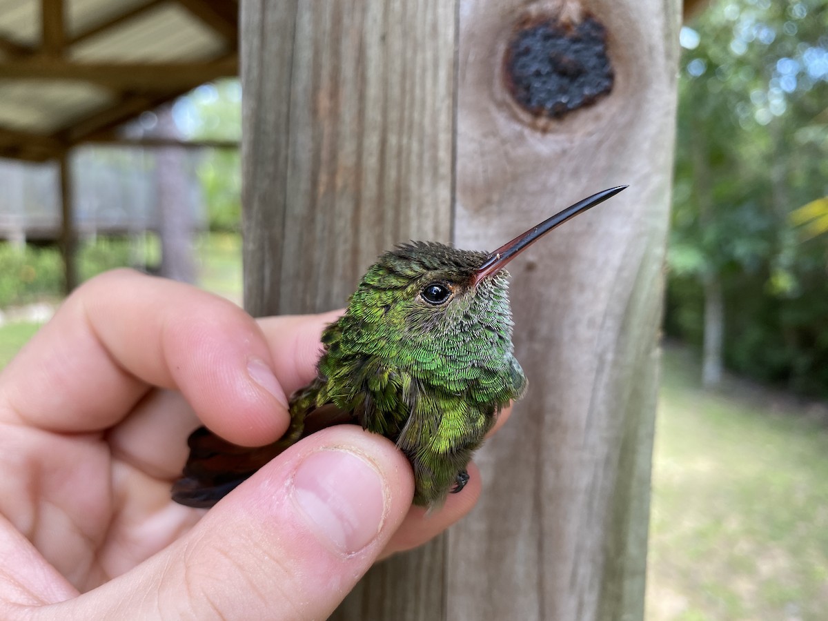 Rufous-tailed Hummingbird - ML367787331