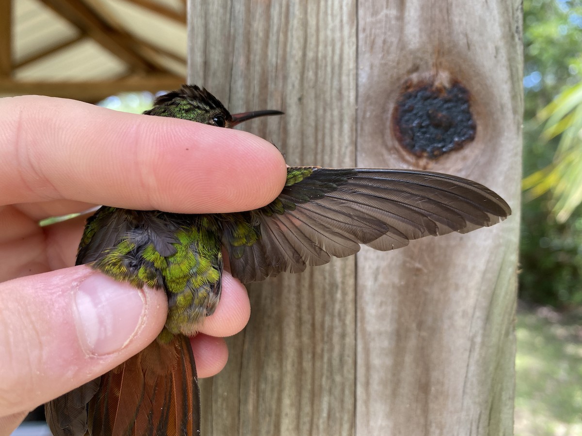 Rufous-tailed Hummingbird - ML367787341