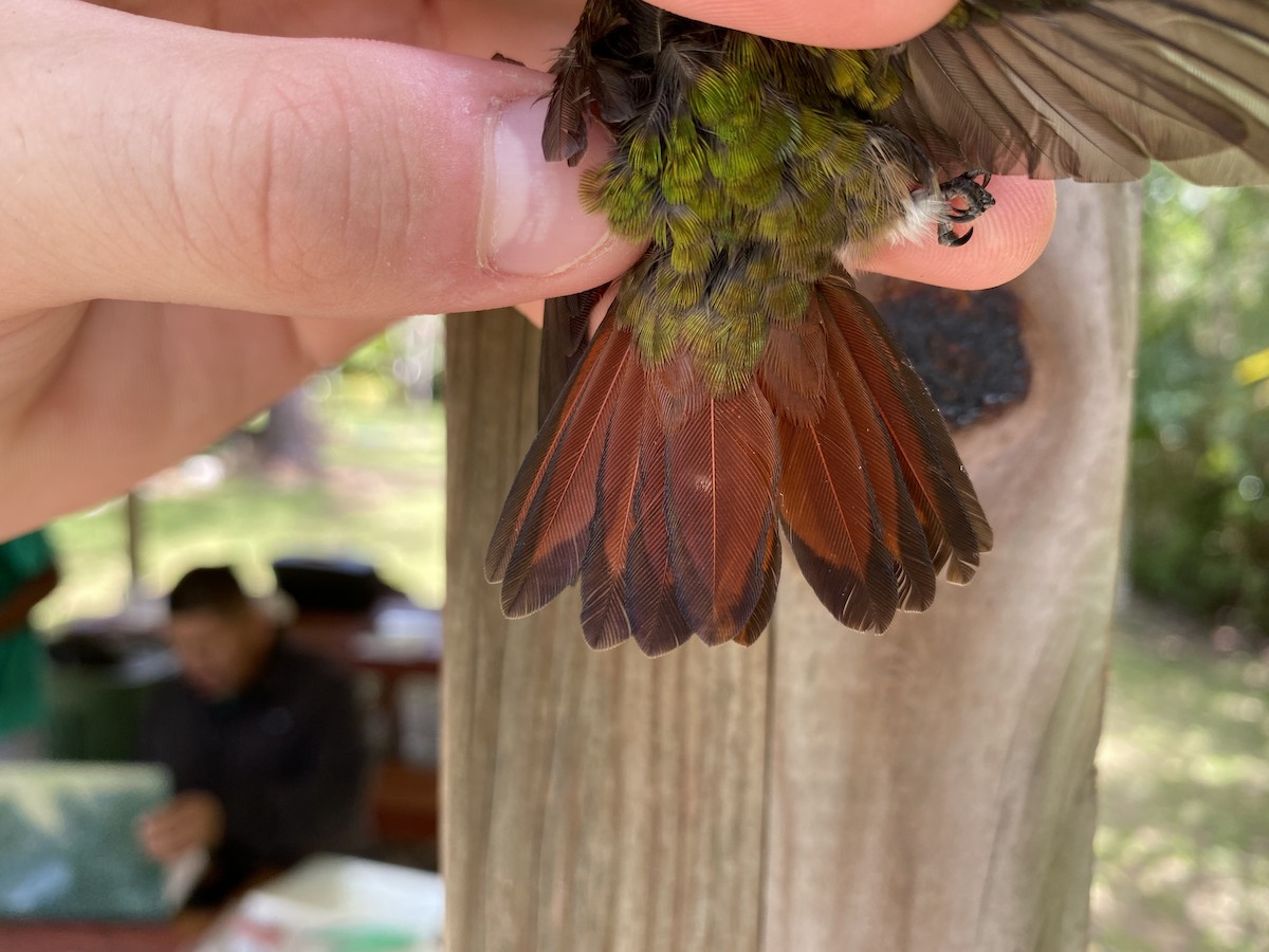 Rufous-tailed Hummingbird - ML367787351