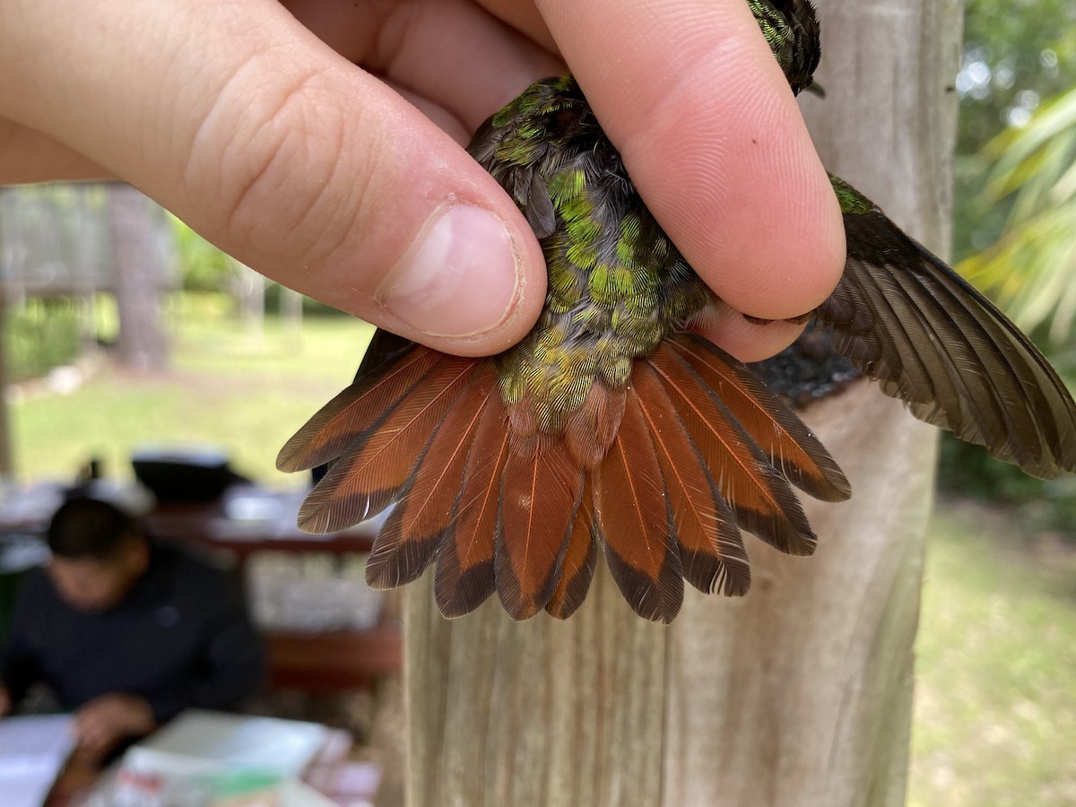 Rufous-tailed Hummingbird - ML367787361