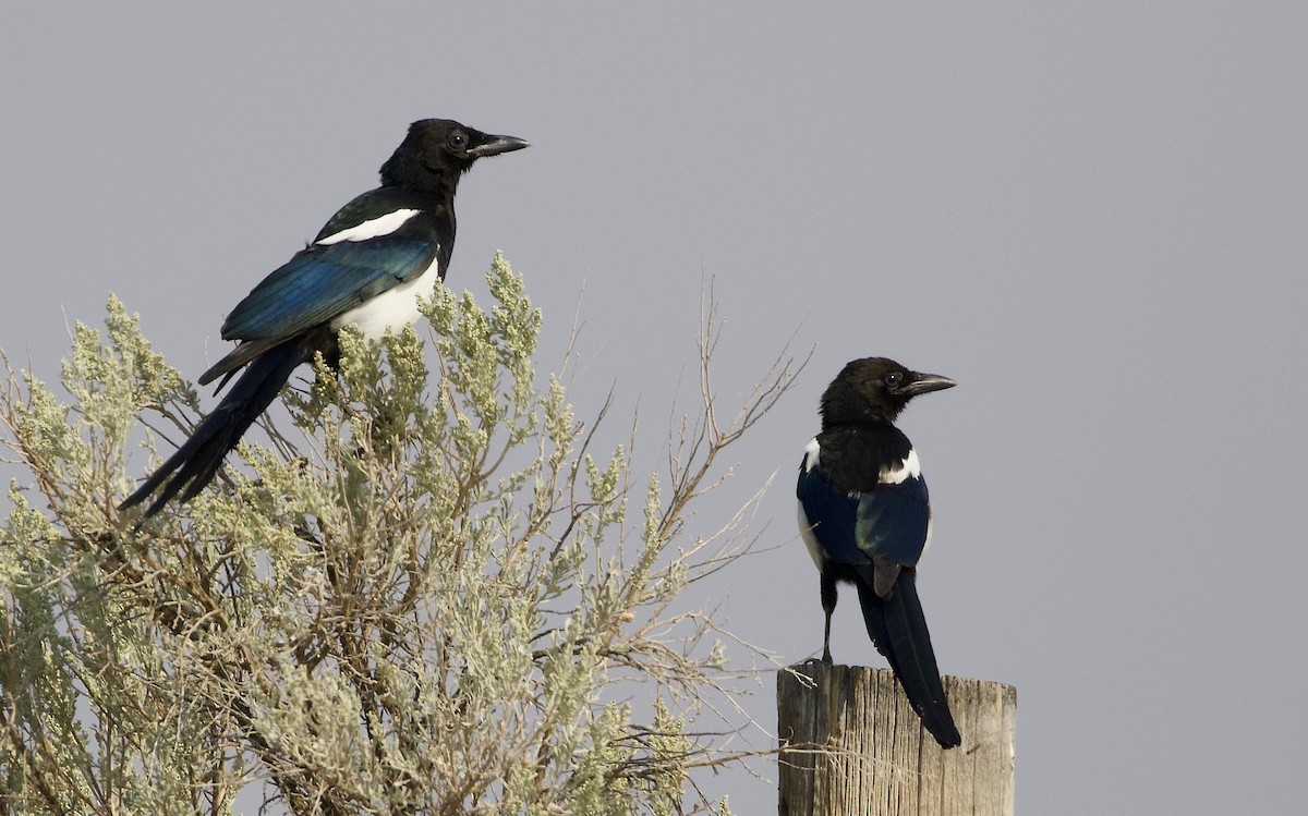 Black-billed Magpie - ML367787481