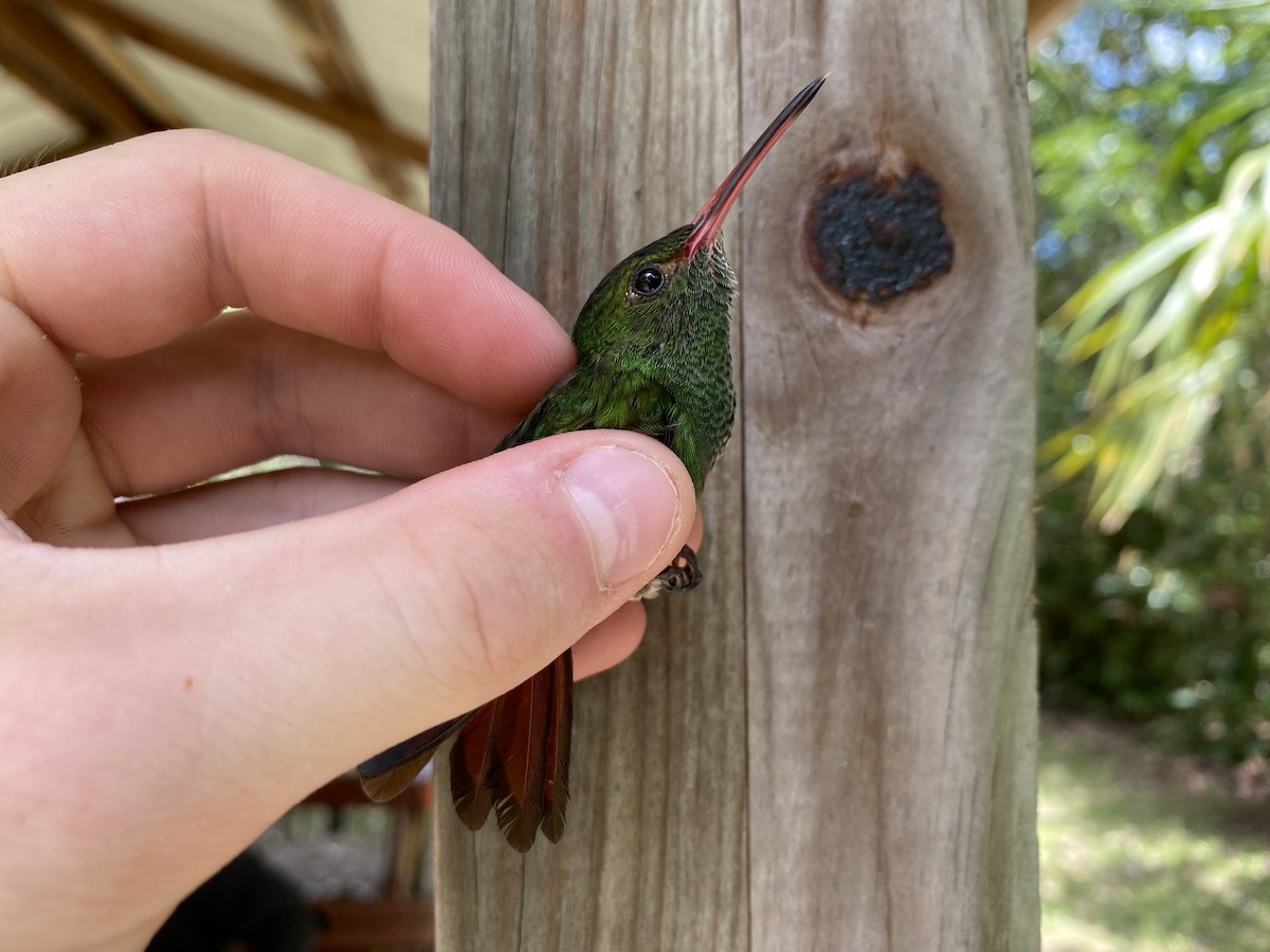 Rufous-tailed Hummingbird - ML367787921