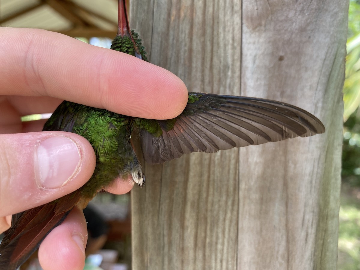 Rufous-tailed Hummingbird - ML367787931