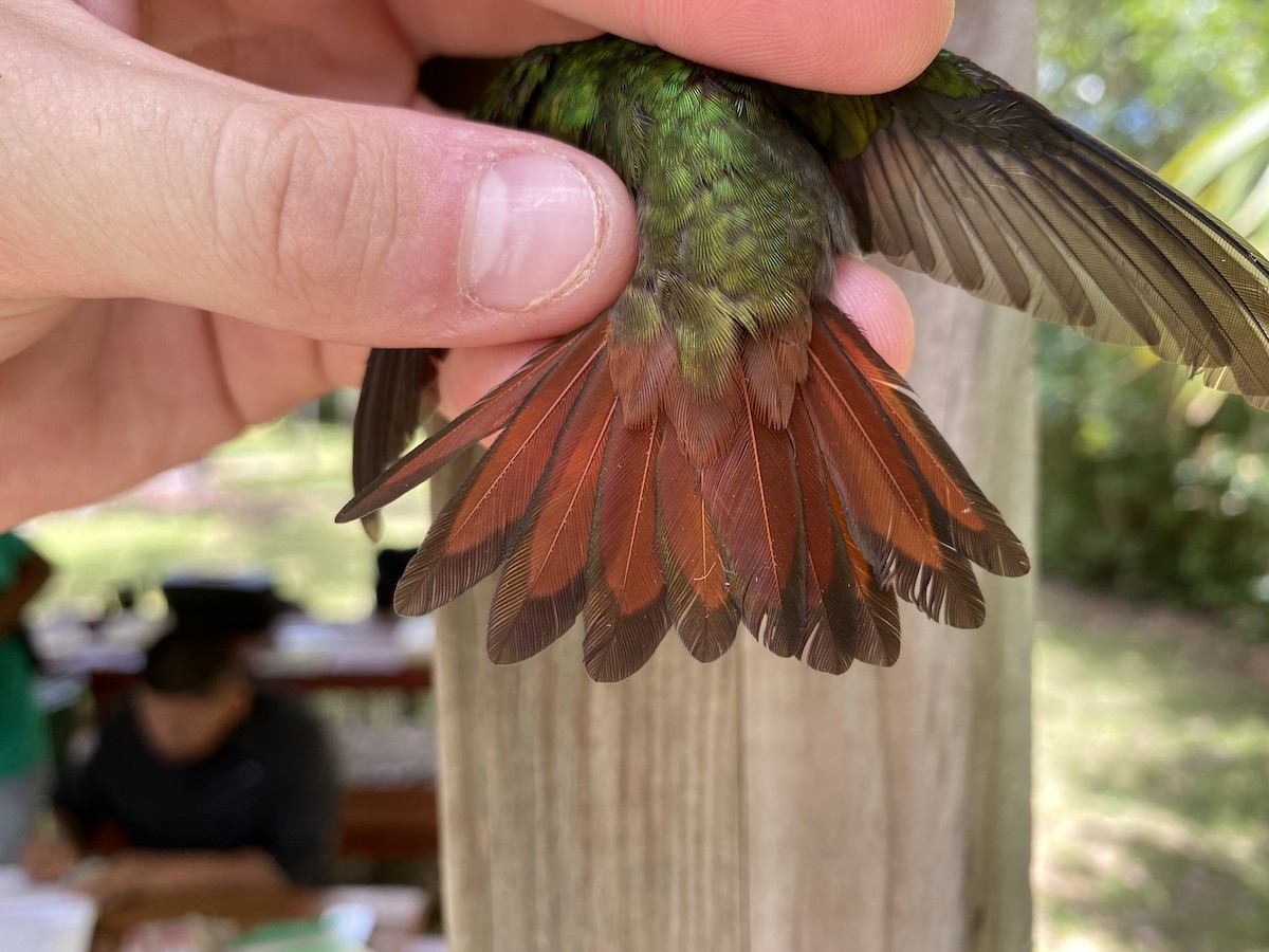 Rufous-tailed Hummingbird - ML367787941