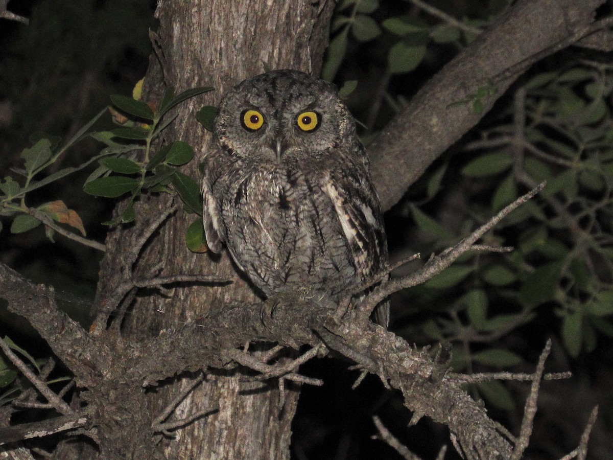 Western Screech-Owl - ML367788311
