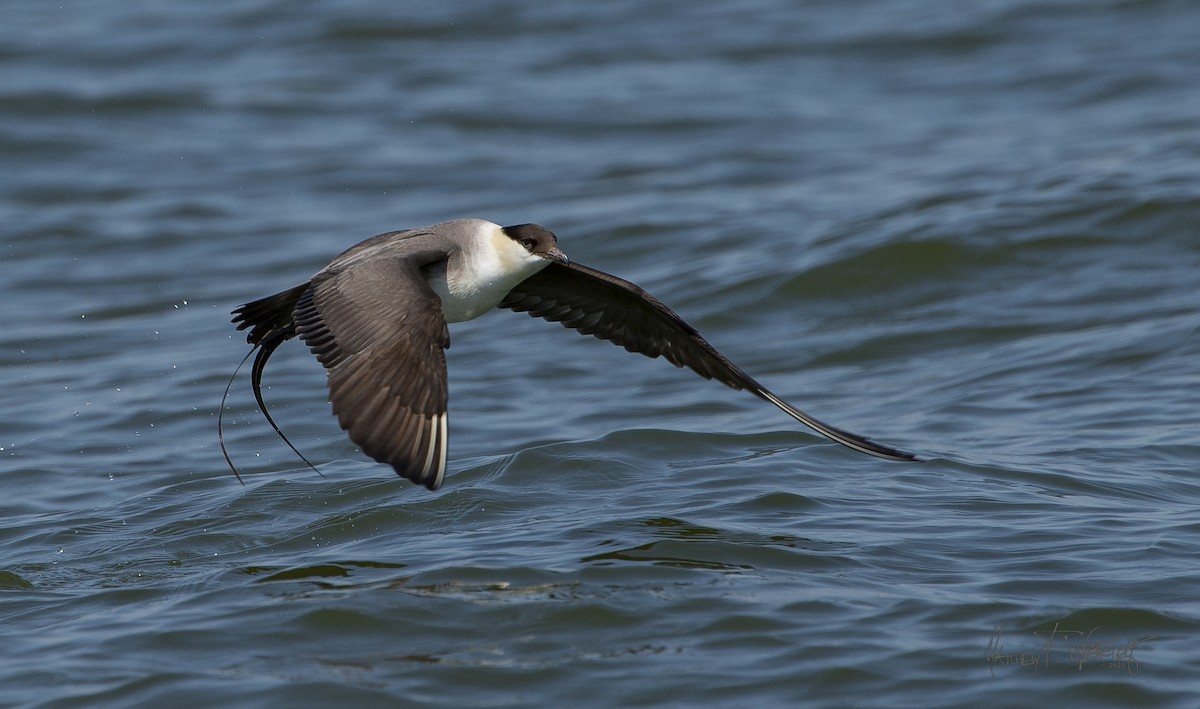 Long-tailed Jaeger - Matt Wetrich
