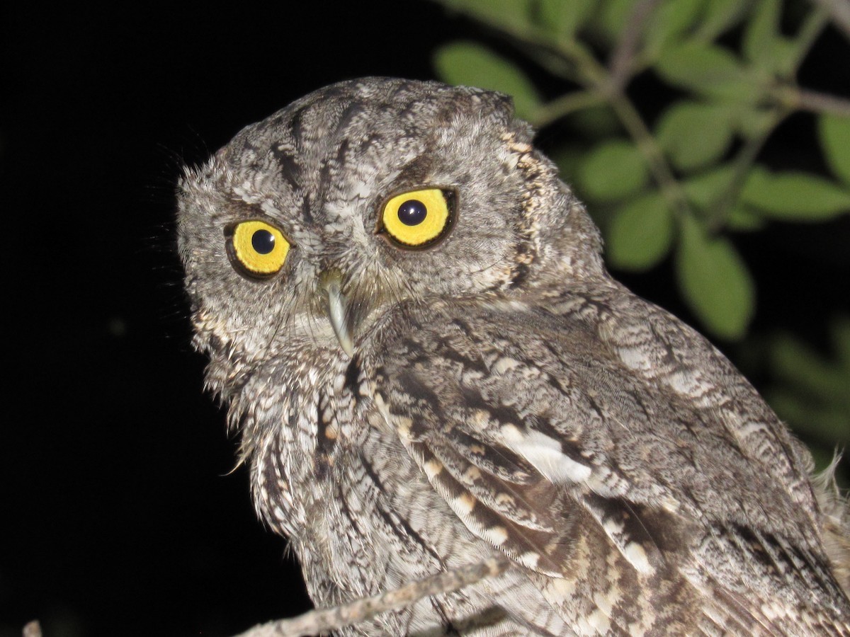 Western Screech-Owl - ML367788371