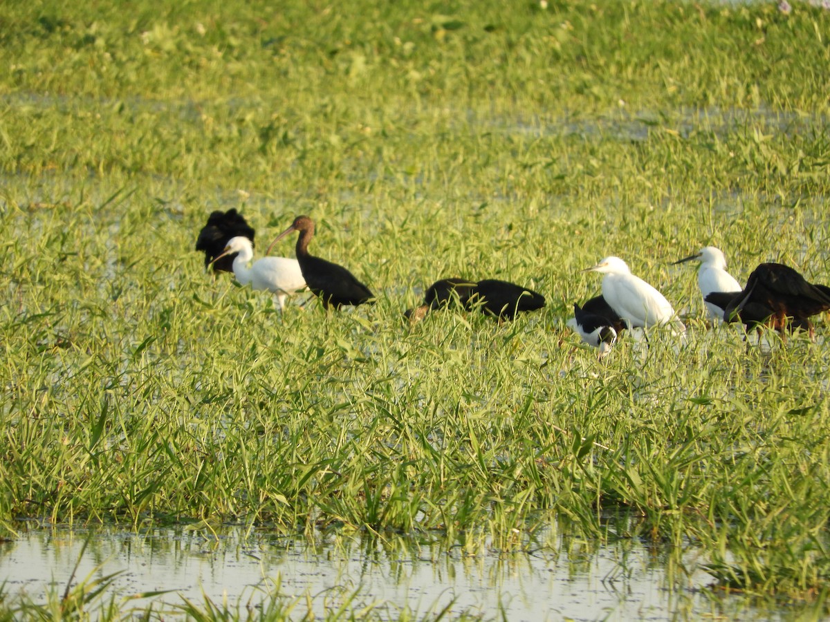 Snowy Egret - ML367789321