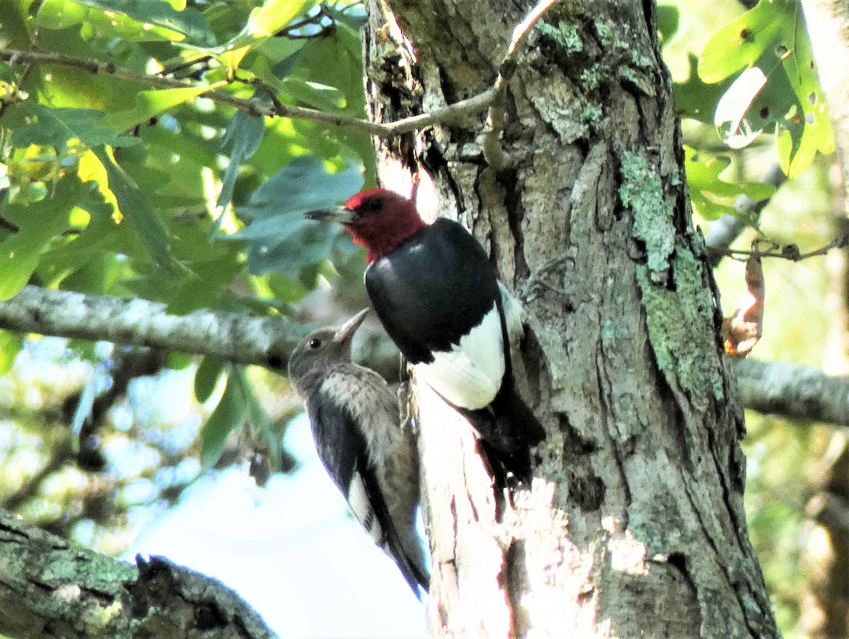 Red-headed Woodpecker - Richard  Zielinski