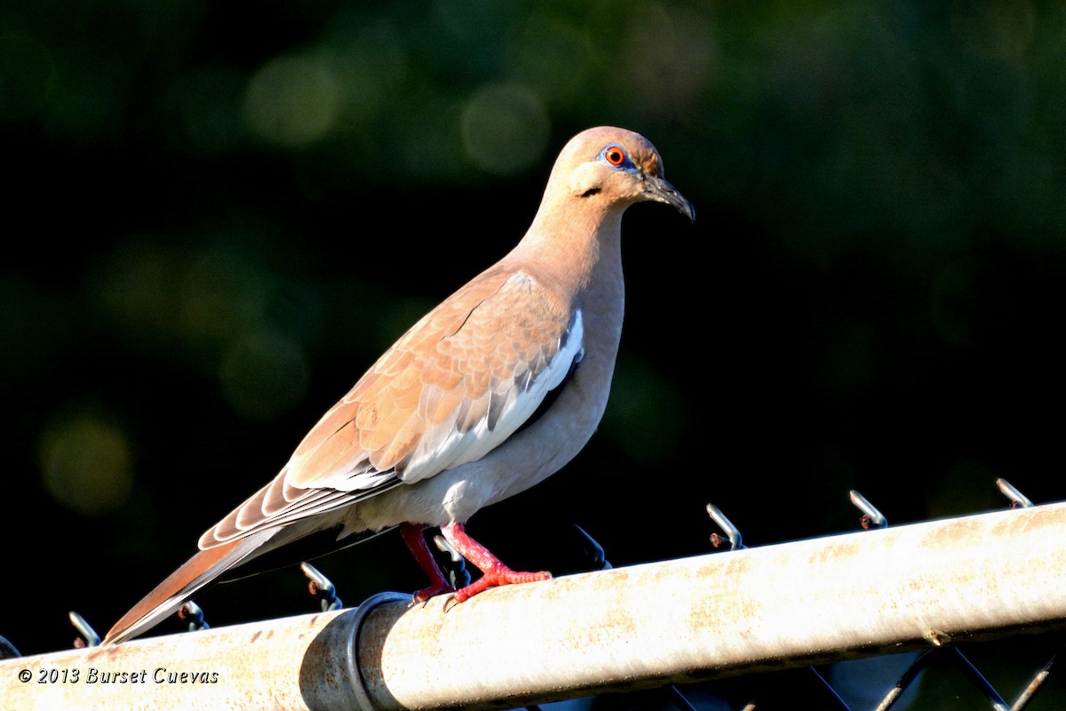 White-winged Dove - ML367792731