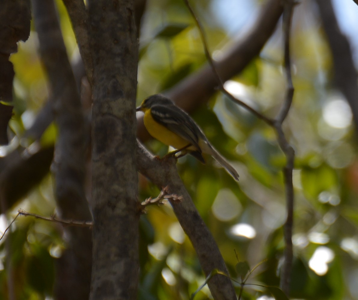 Adelaide's Warbler - Heather Levy