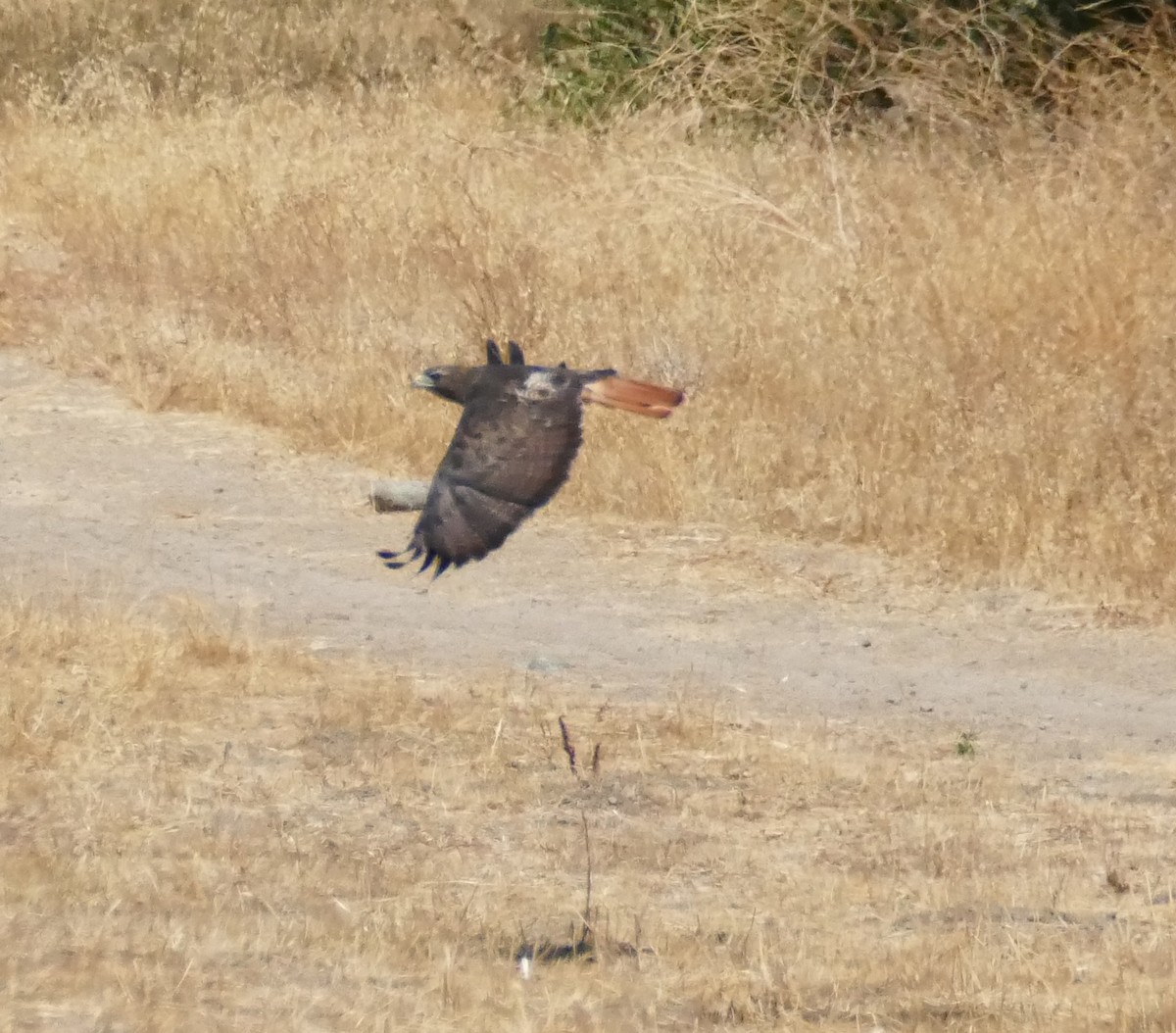 Zapelatz buztangorria - ML367796751