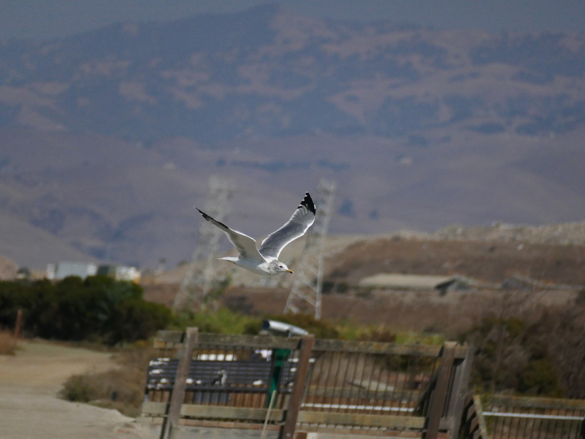 California Gull - ML367797421