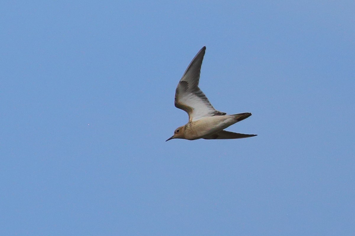 Buff-breasted Sandpiper - Bruce Robinson