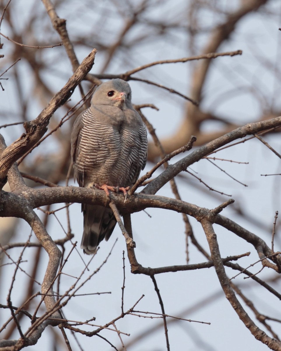 Lizard Buzzard - Amit Bandekar