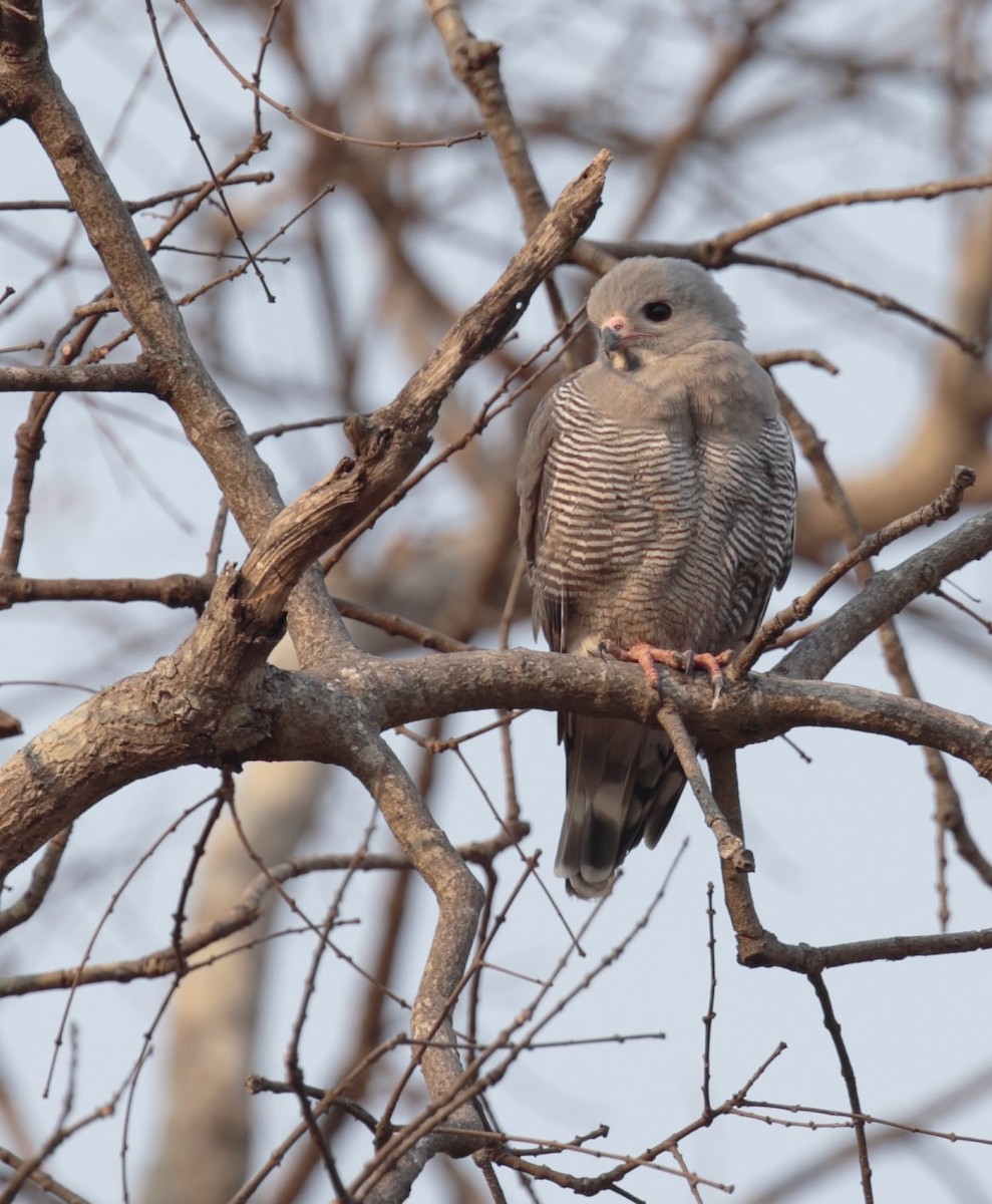 Lizard Buzzard - ML36779971