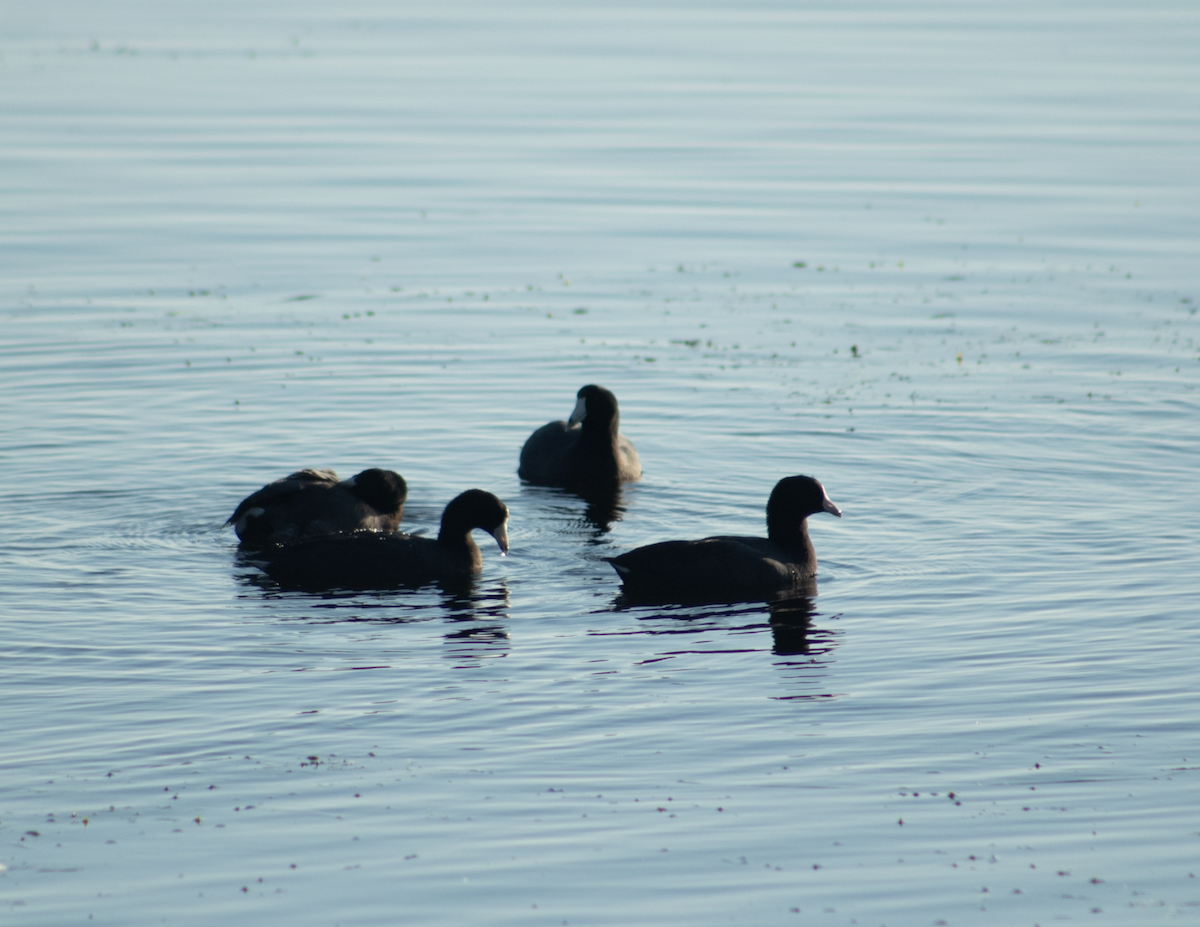 American Coot - ML367800841