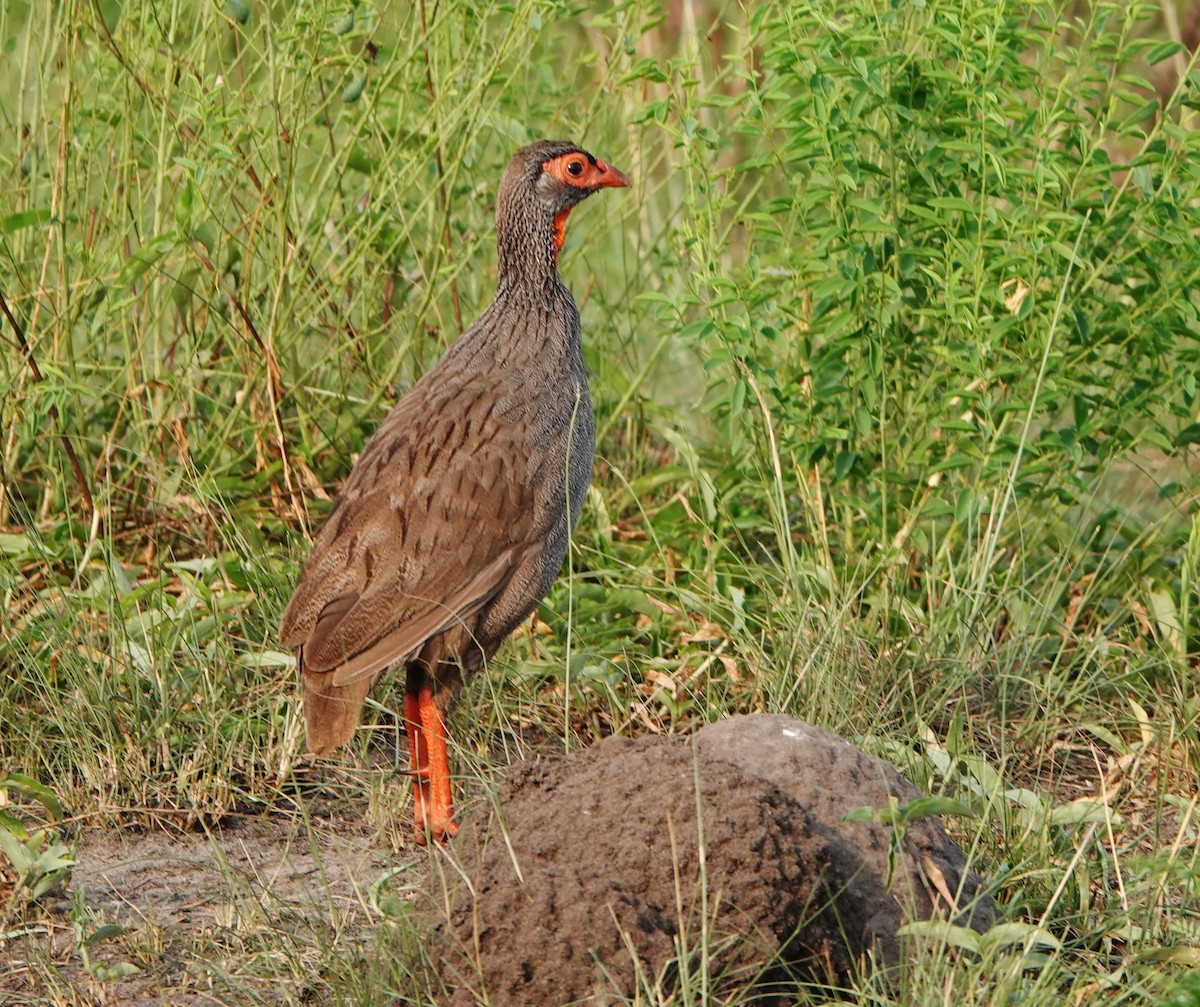 Red-necked Spurfowl - ML367801011