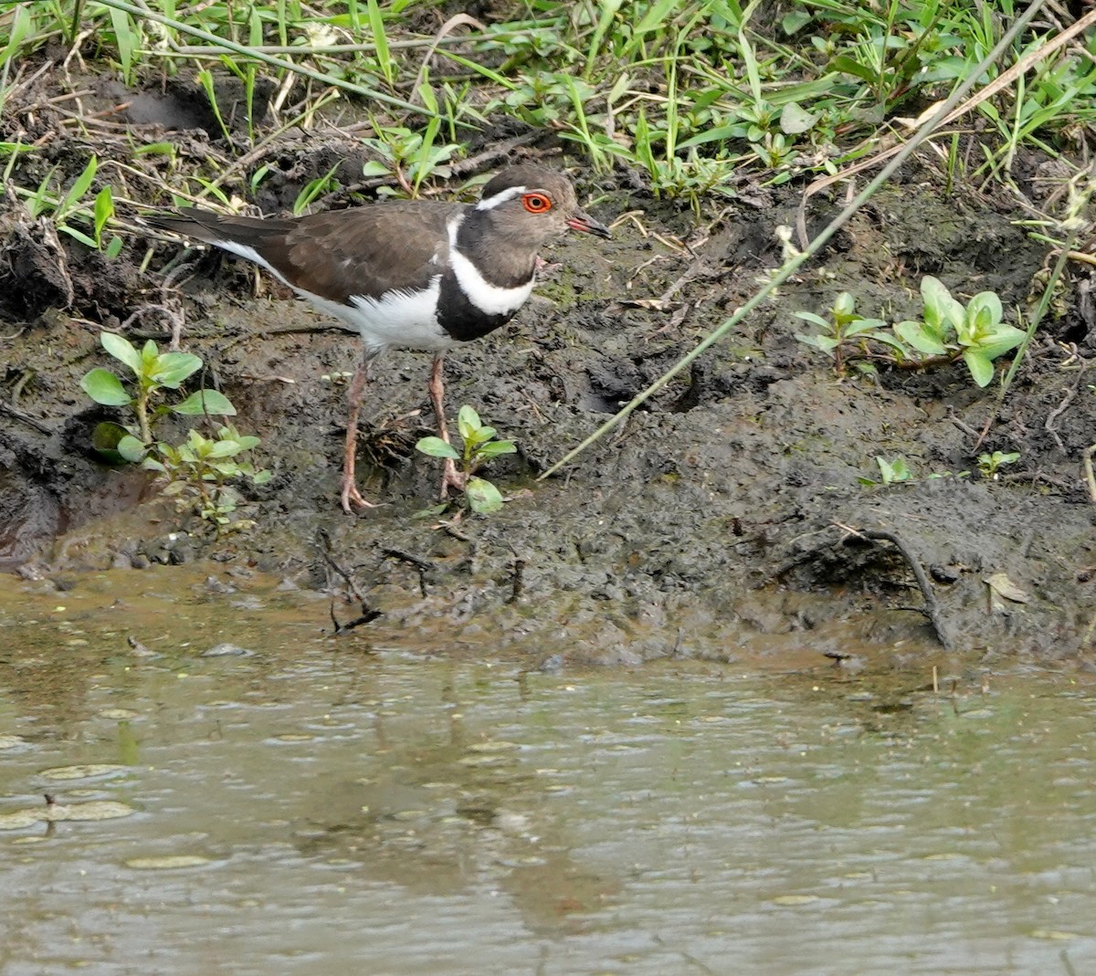 Three-banded Plover - ML367801121