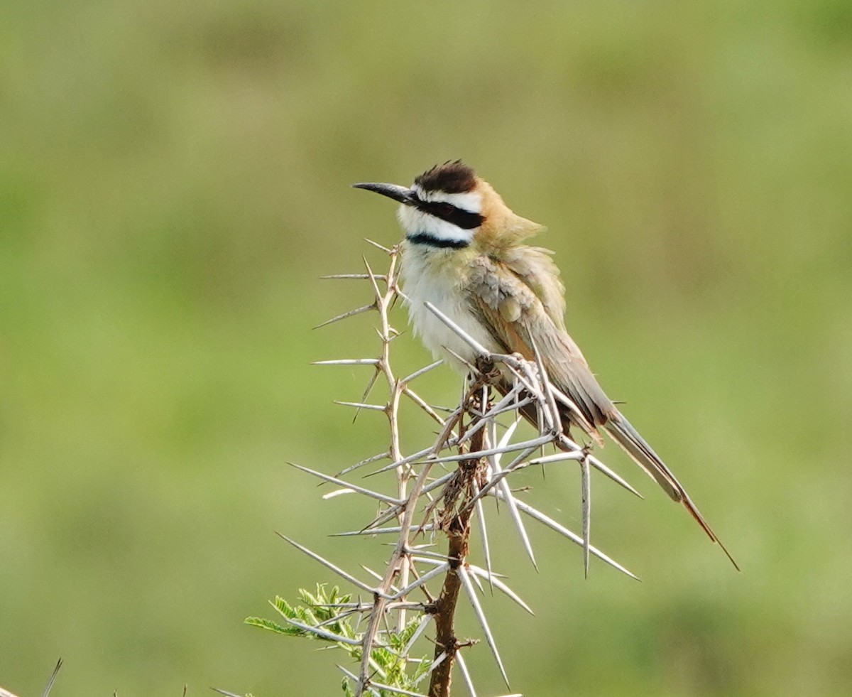 White-throated Bee-eater - ML367801181