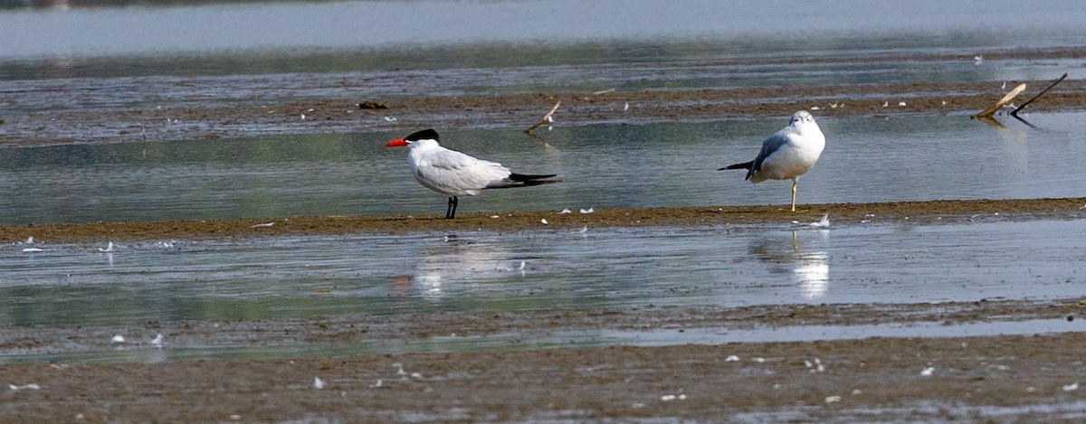 Caspian Tern - ML367801561