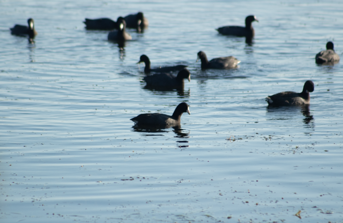 American Coot - Emilia Deino