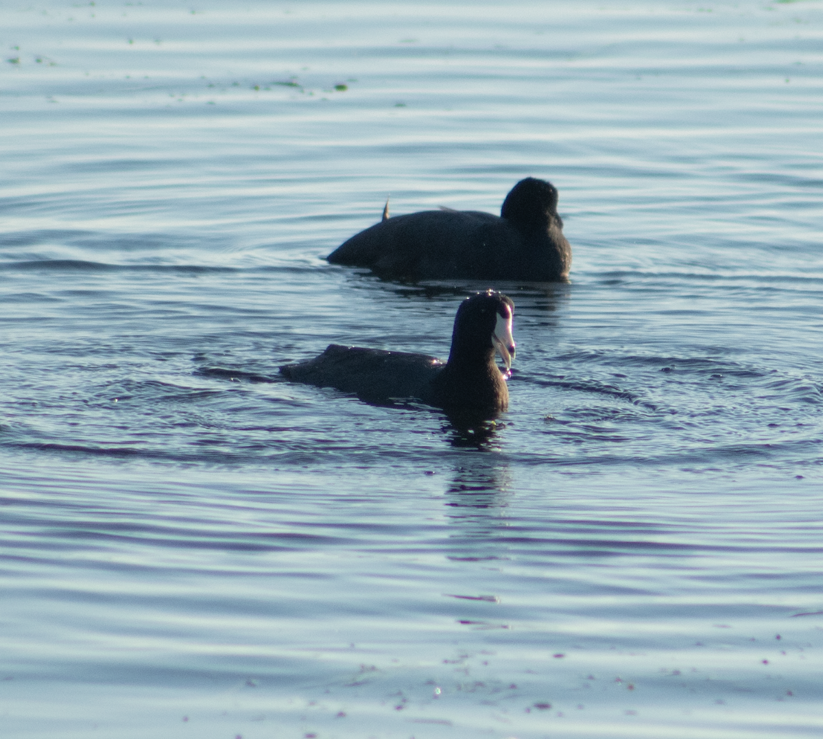 American Coot - ML367802271