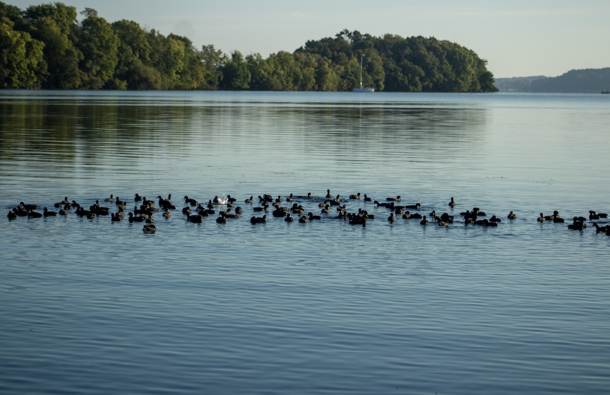 American Coot - ML367802441