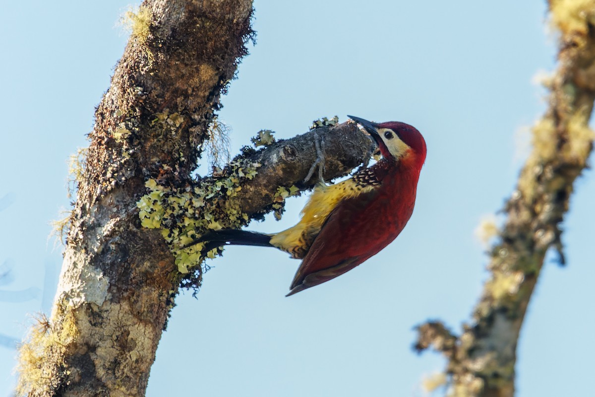 Crimson-mantled Woodpecker - ML367804951