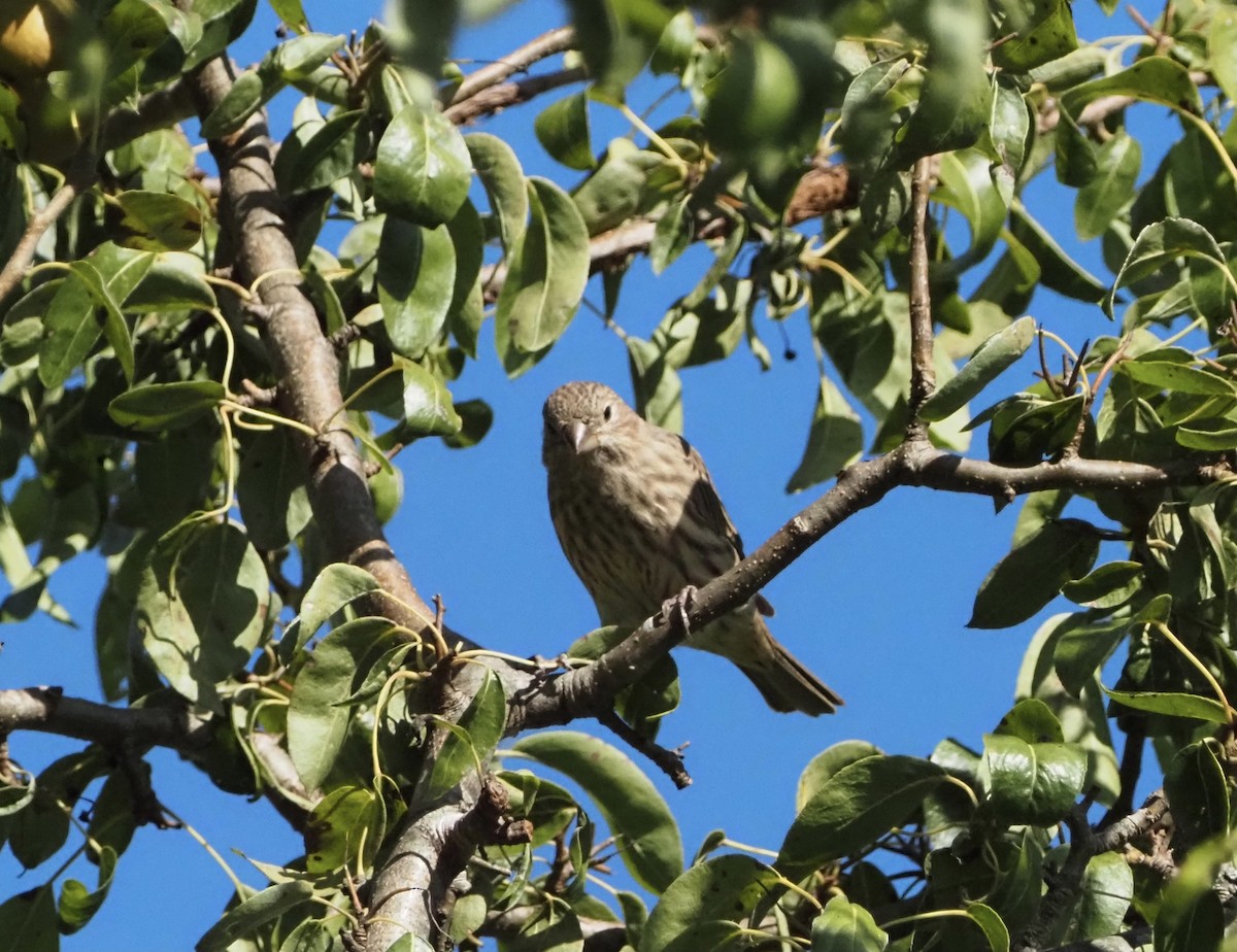 House Finch - ML367805791