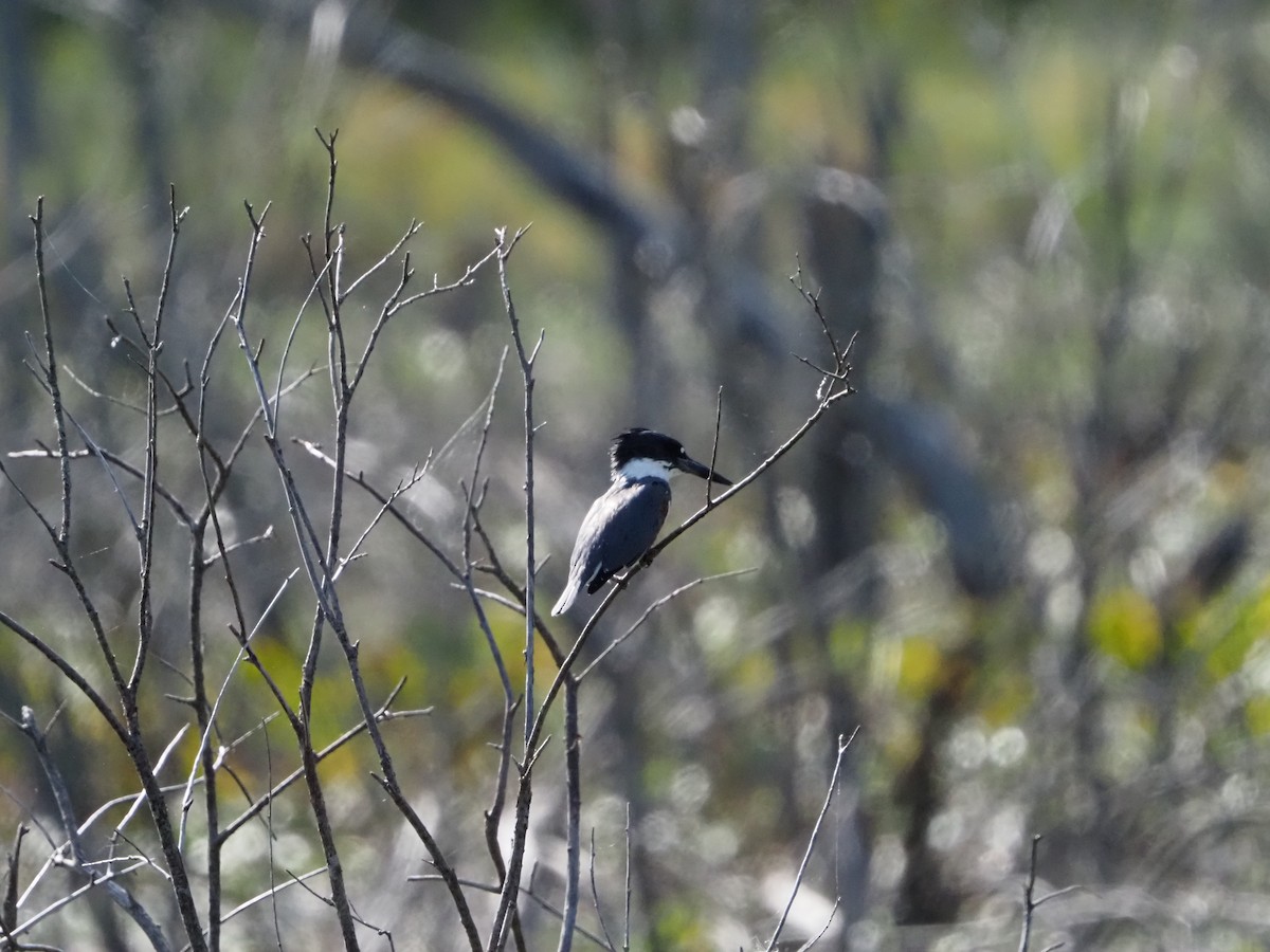 Belted Kingfisher - David Zook