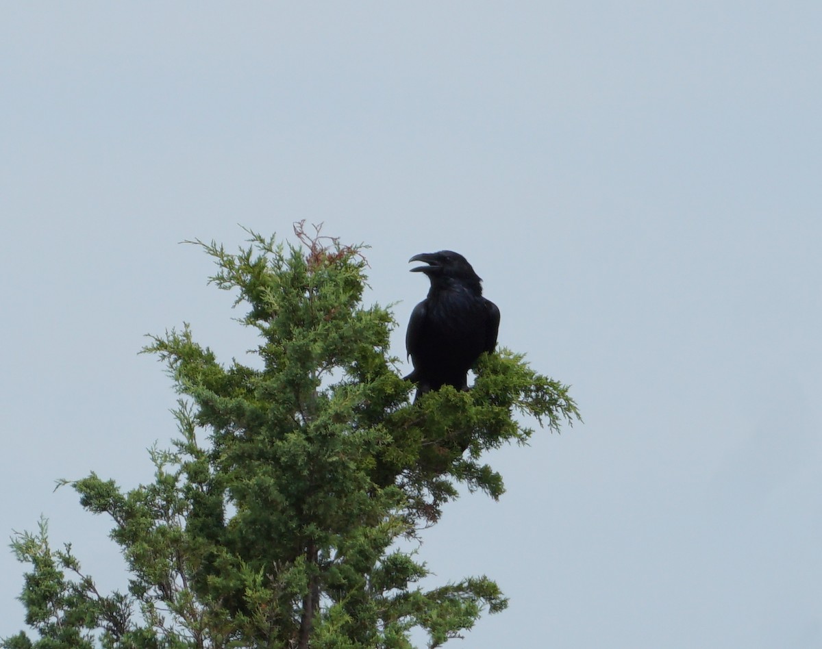 Common Raven - ML367807291