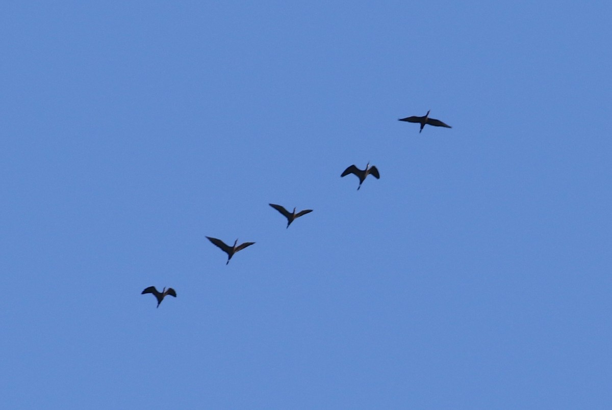 White-faced Ibis - ML36780741