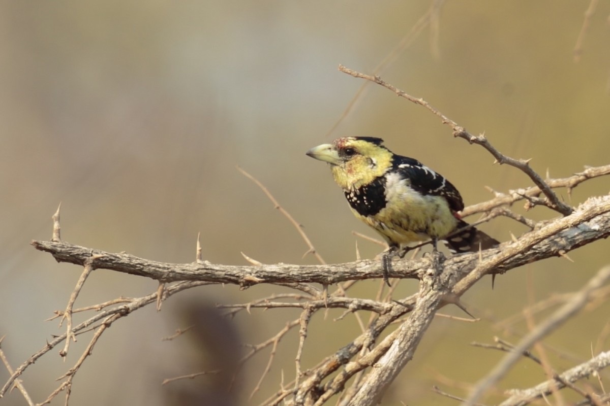 Tepeli Barbet - ML36780761