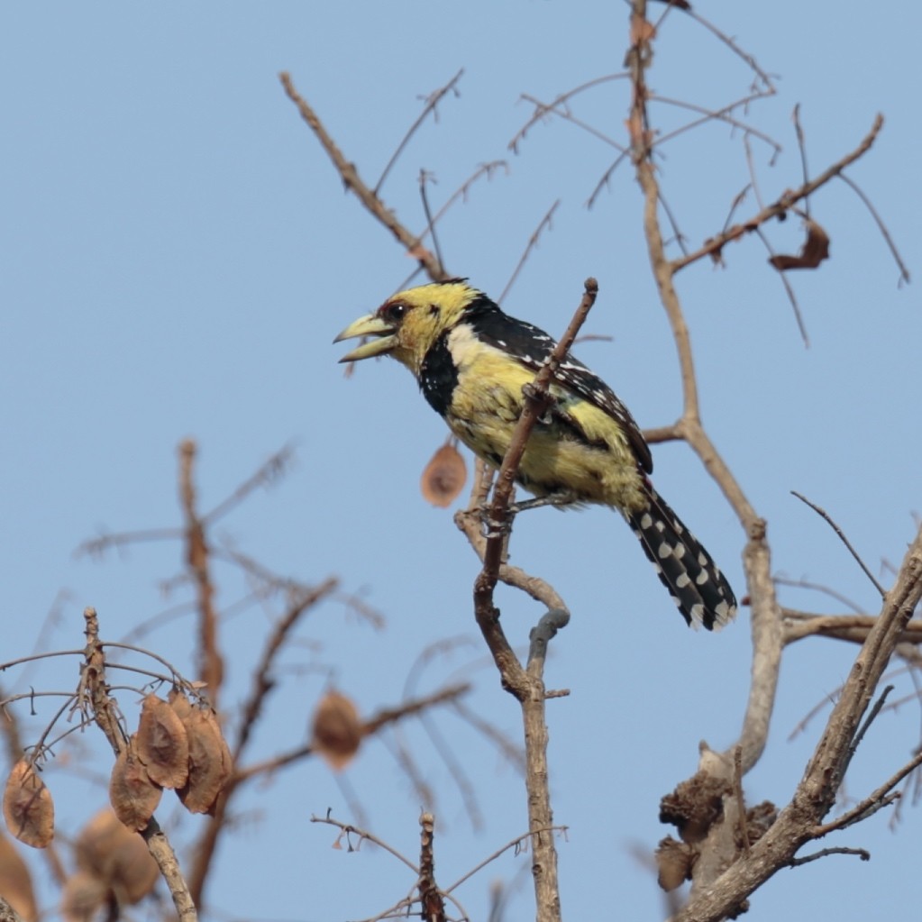 Crested Barbet - ML36780791