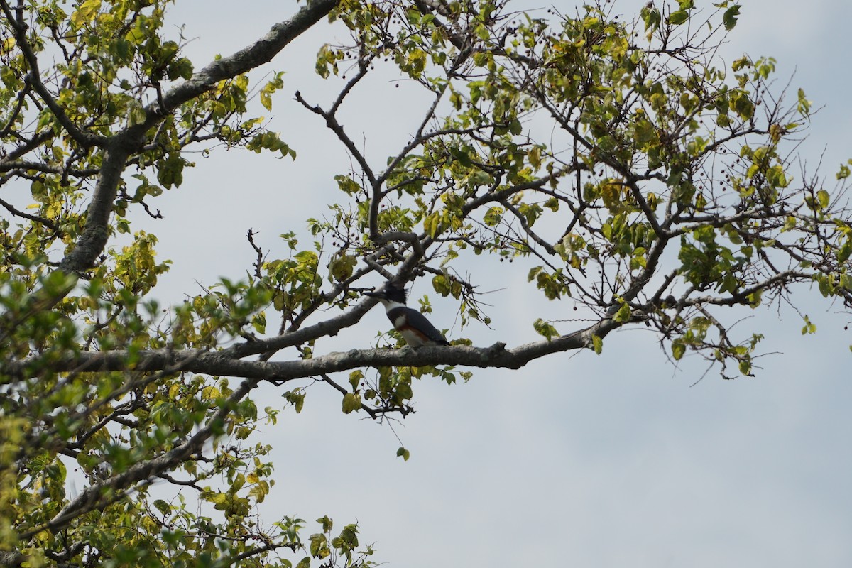 Belted Kingfisher - ML367808061