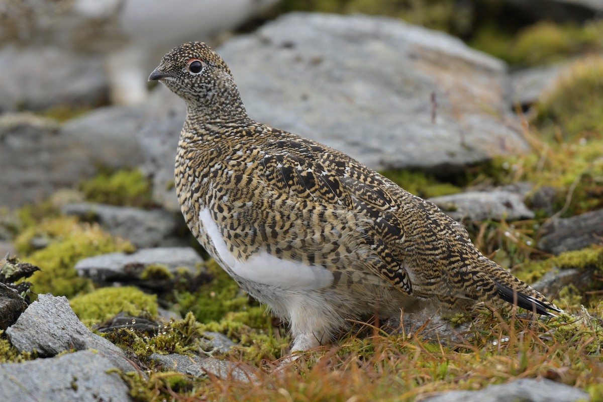 Rock Ptarmigan - ML367808411