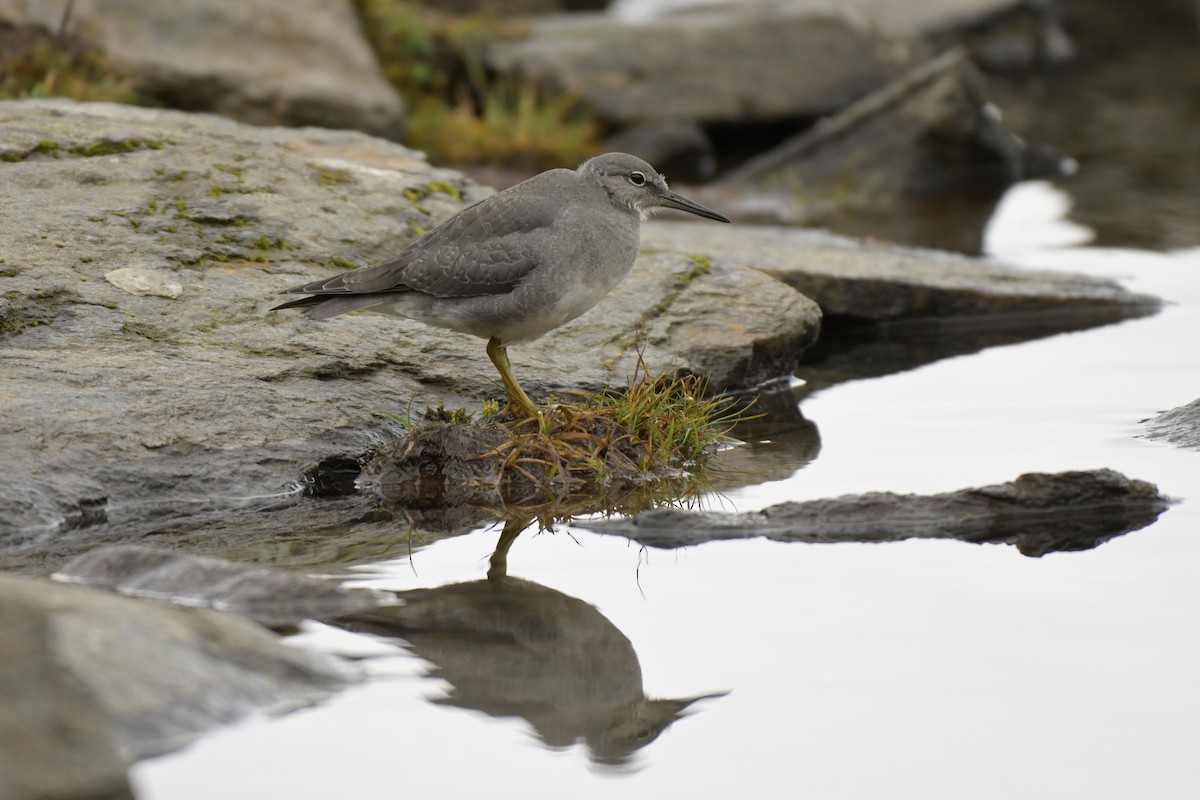 Wandering Tattler - ML367808471