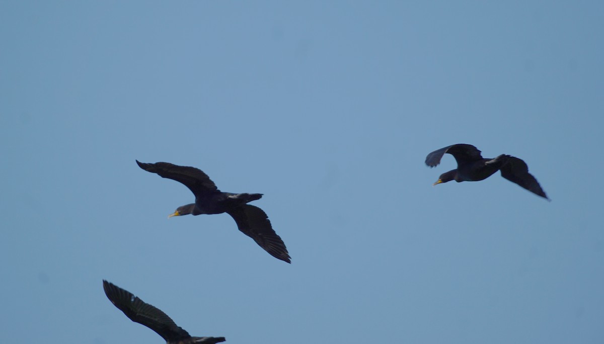 Double-crested Cormorant - ML367808521