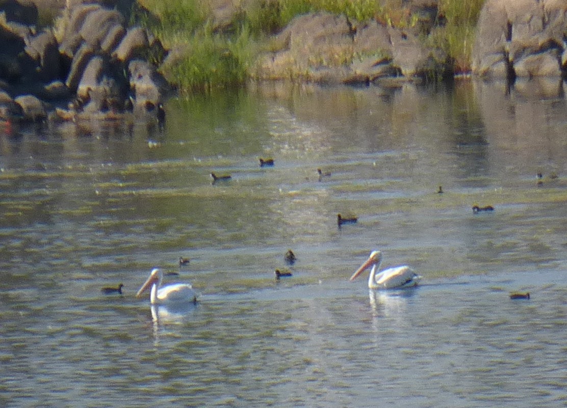 American White Pelican - ML367809161