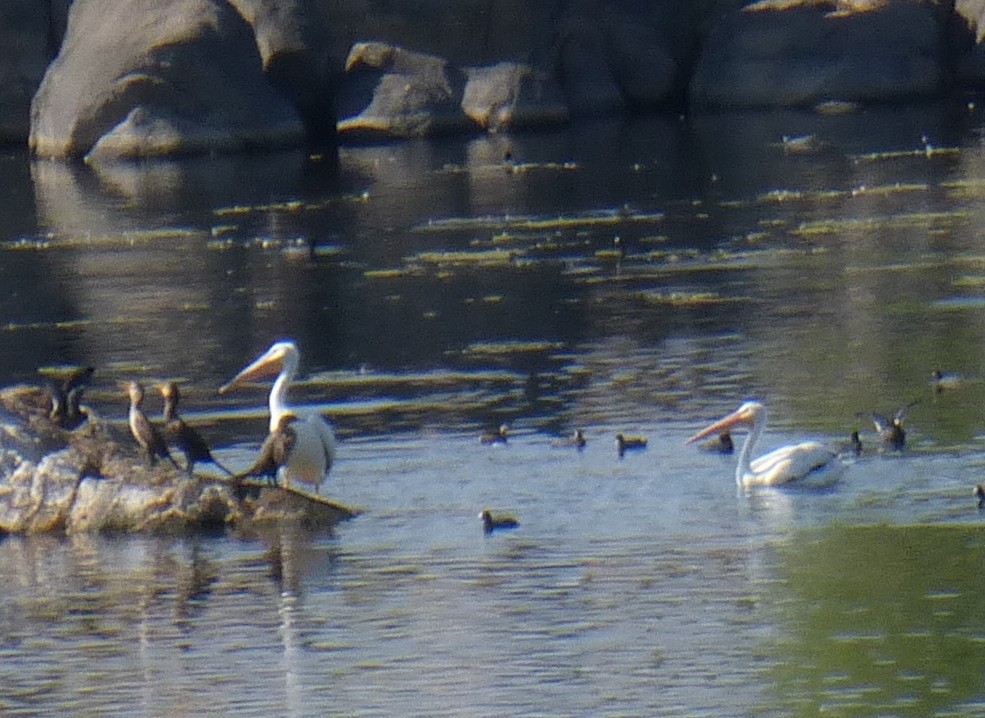 American White Pelican - ML367809311