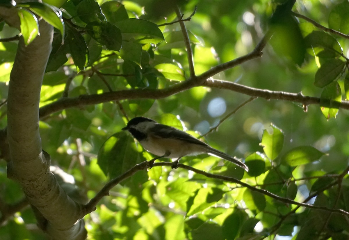 Black-capped Chickadee - ML367809491