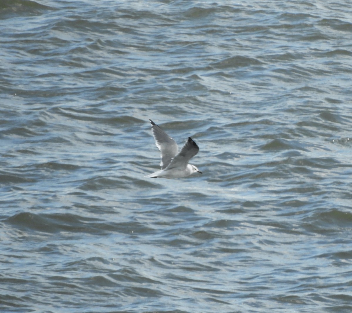 Laughing Gull - ML367810281